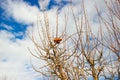 Branches with wizened apple on the tree Royalty Free Stock Photo