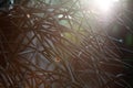 The branches of the wood create frame of background and have light from the sun Royalty Free Stock Photo