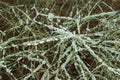 Branches of wood pine covered with lichen Parmelia Royalty Free Stock Photo