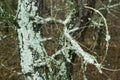 Branches of wood pine covered with lichen Parmelia Royalty Free Stock Photo