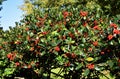 Branches of Yaupon Holly berries Ilex vomitoria