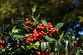 Branches of Yaupon Holly berries Ilex vomitoria Royalty Free Stock Photo