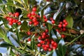 Branches of Yaupon Holly berries Ilex vomitoria Royalty Free Stock Photo