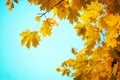 Branches of yellow autumn leaves Royalty Free Stock Photo