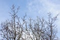 Branches with yellow buds