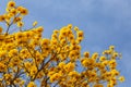 Branches of a yellow flowering ipe tree. Royalty Free Stock Photo