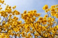 Branches of a yellow flowering ipe tree. Royalty Free Stock Photo