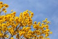 Branches of a yellow flowering ipe tree. Royalty Free Stock Photo