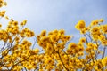 Branches of a yellow flowering ipe tree. Royalty Free Stock Photo