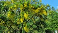 Branches with yellow flowers of Laburnum Anagyroides.