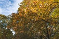 Branches with yellow foliage against a blue cloudy sky. Royalty Free Stock Photo