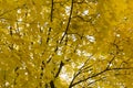 Branches with yellow and green leaves against the sky, view from below upwards, autumn, yellow crown trees bottom-up view,