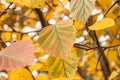 Branches with yellow-green leaves on a background of gray sky