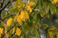 Yellow and green leaves on the same tree on a cloudy day in autumn