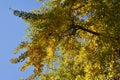 Branches with yellow leaves of Ginkgo biloba.