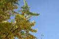 Branches with yellow leaves of Ginkgo biloba.