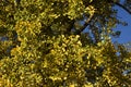 Branches with yellow leaves of Ginkgo biloba.