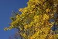 Branches with yellow leaves of Ginkgo biloba.