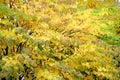 Branches with yellow leaves of Japanese crimson Cercidifillum japonicum Siebold & Zucc