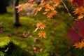 Branches of yellow leaves of maple trees in autumn season in a Japanese garden, selective focus on blurry  background Royalty Free Stock Photo