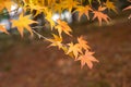 Branches of yellow leaves of maple trees in autumn season in a Japanese garden, selective focus on blurry  background Royalty Free Stock Photo