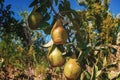 Branches with yellow pears illuminated by sunlight on tree. Blue sky background. Rural composition. Royalty Free Stock Photo