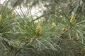 Branches of yellow pine with cones. Conifer, pine needles, buds and cones