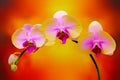 Yellow and pink phalaenopsis orchids on abstract gradient background Royalty Free Stock Photo