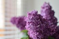 The branches of the young, blossoming lilac closeup