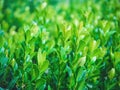 Branches of a young boxwood closeup - background Royalty Free Stock Photo