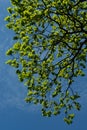 Branches and young and green leaves of oak tree against blue sky and clouds in natural light. Royalty Free Stock Photo