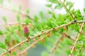 Branches with young needles European larch Larix decidua with pink flowe Royalty Free Stock Photo