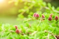 Branches with young needles European larch Larix decidua with pink flowe Royalty Free Stock Photo