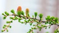 Branches with young needles European larch Larix decidua with pink flowe Royalty Free Stock Photo