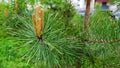 Branches of a young pine Royalty Free Stock Photo