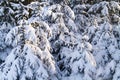 Branches of young pines bent under snow