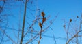Branches with young willow inflorescences in spring morning on a background of blue sky close-up Royalty Free Stock Photo
