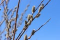 Branches with young willow inflorescences in spring morning Royalty Free Stock Photo