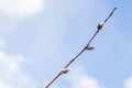 Branches with young willow inflorescences in spring morning on a background of blue sky close-up.spring flowering Royalty Free Stock Photo