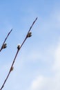 Branches with young willow inflorescences in spring morning on a background of blue sky close-up.spring flowering Royalty Free Stock Photo