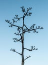 Branches Of Yucca Plant Against Clear Blue Sky Royalty Free Stock Photo