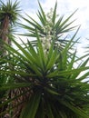 Branches of the yucca plant Royalty Free Stock Photo