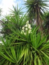 Branches of the yucca plant Royalty Free Stock Photo