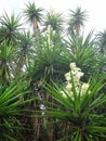 Branches of the yucca plant Royalty Free Stock Photo