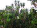 Branches of the yucca plant Royalty Free Stock Photo