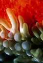 Branching Anemone