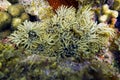 Branching Anemone in a Coral Reef ( Lebrunia danae)