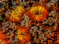 Branching anemone on Star Coral at night, Coral Reef, Bonaire