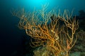 Branching black coral (anthipathes dichotoma) in the Red Sea.