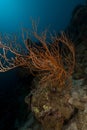 Branching black coral (anthipathes dichotoma) in the Red Sea.